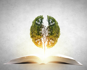 月季中花最大的是什么品种